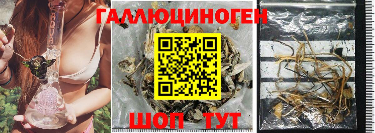 Псилоцибиновые грибы GOLDEN TEACHER  Вход с VPN  Вольск  Псилоцибиновые грибы ЛСД 